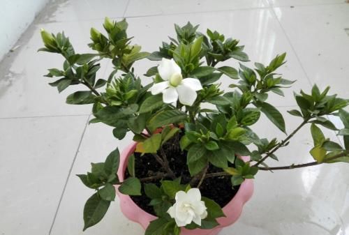  栀子花■栀子花的花期要来了，“催花水”准备好，浇一点花苞鼓出来