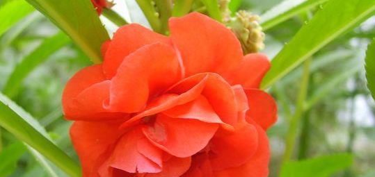  『满堂』新手养兰花首选，漂亮又好养，花开四季，幽香熏满堂，是盆栽佳品