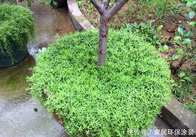  益处|盆栽绿植，就用这几种铺面草，轻松长满盆面，益处多还好看！