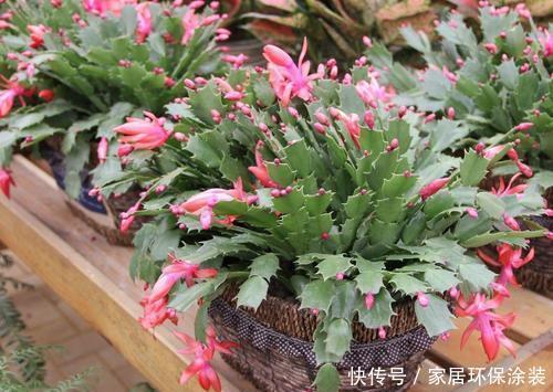  入秋|2种花，夏天做好这件事，入秋早开花