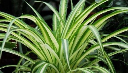  【适合】3种适合水培的植物，好养易活颜值高，给点水就能“噌噌”往上长！