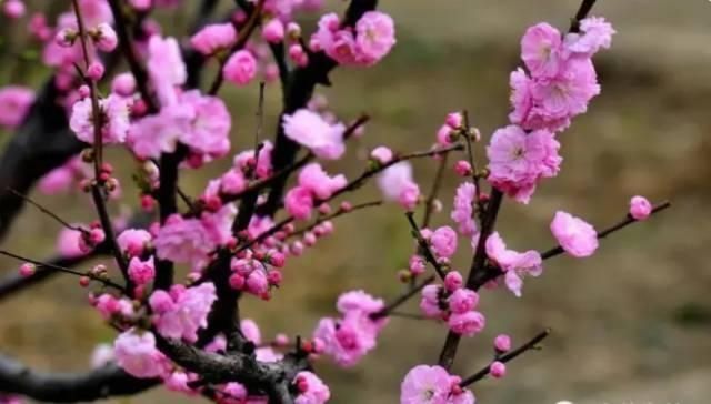 【花中】中国10大名花,哪个是你的最爱?
