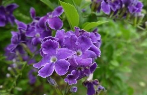  「花友」阳台养“假连翘”，叶片、花朵有双色，靠一点光，就能花开大半年