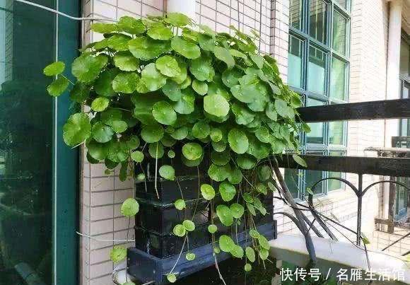  「水培的铜钱草」开春如何养铜钱草？记住1个“小步骤”，绿叶挤满盆，叶片圆又大