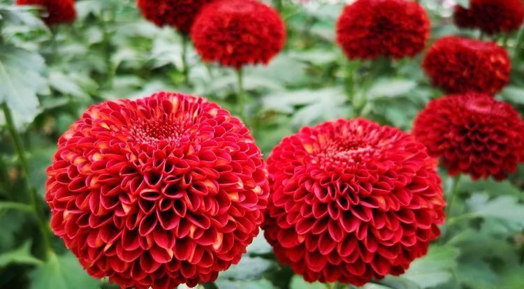  「花中」喜欢养花，不要错过“花中隐士”菊花，开花爆盆好养活！值了