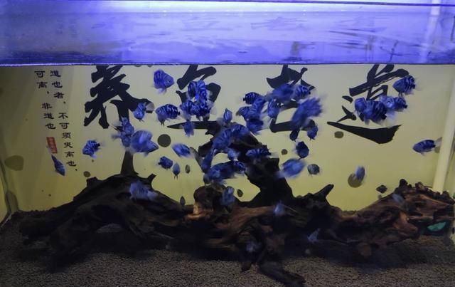 鱼缸:能够告诉我们水位是否合适的,不是别人,是鱼缸里饲养的那群鱼