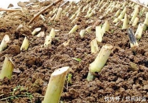  [地上]亩产量可达十几吨，丢地上就能活砍掉还会继续长，却只能