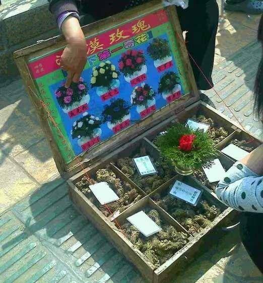 『千万别』街上碰见这些花千万别买，都是骗人的，买回去也养不活