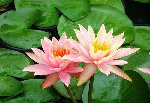  要想@大缸养荷花，要选多大口径多深的缸呢，几月份栽合适？