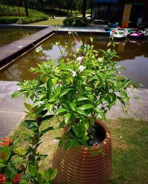  『没想到』买了盆花朵特别像栀子花的观赏植物，没想到名字叫狗牙花