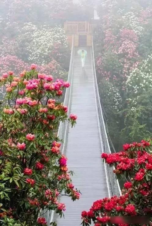  「樱花」中国这些花开成海的地方，美极了