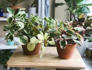  『开放』这植物专门用来观叶，花朵开放就被剪掉，还有大把人喜欢