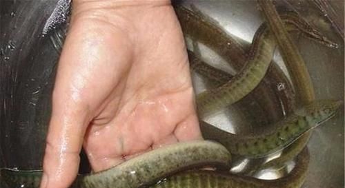  [少有]农村淡水鱼，很多人没吃过，市场卖60元一斤，为何少有农