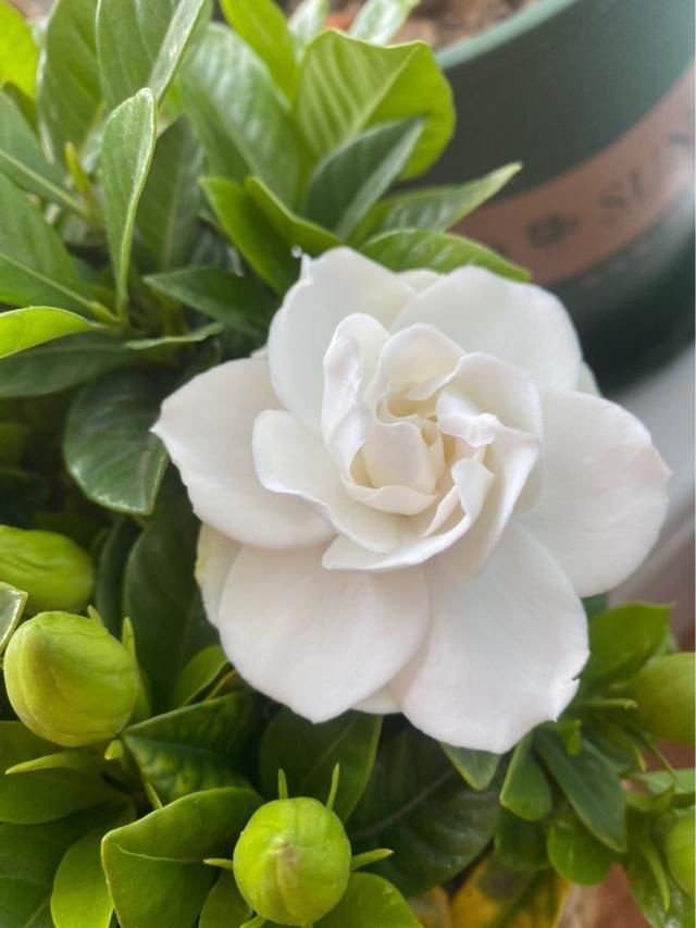  『养护栀子花』养栀子花，要注意3多1少，花大又稠密