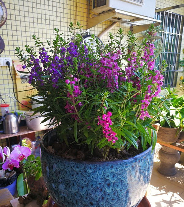  #新型#号称“开花机器”的新型盆栽花卉，全年开花，好看又容易“养活”！