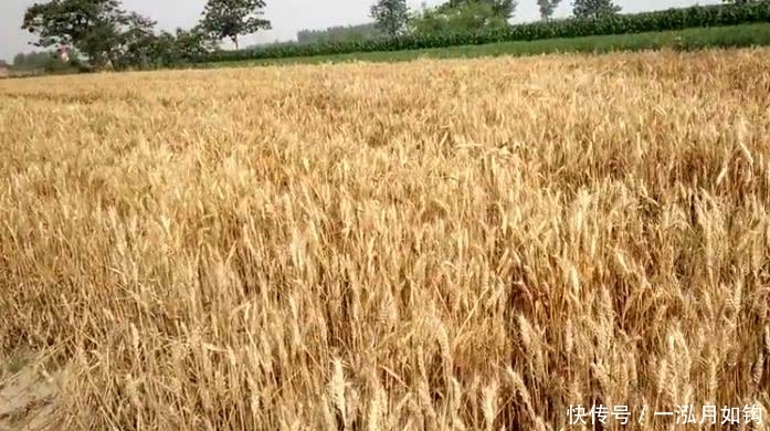 从今年起农村3种情况不能再种地了，不懂的快找人问问