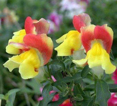  『值得』喜欢养护花卉，就养以下3种花卉，花色艳丽，花朵硕大，值得拥有