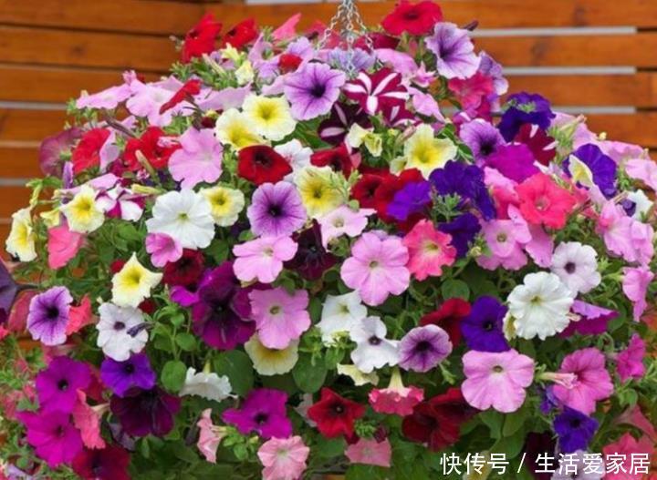  『大岩桐』4种花好养花期长，沾土就活，给点阳光就灿烂，一开就是300多天！