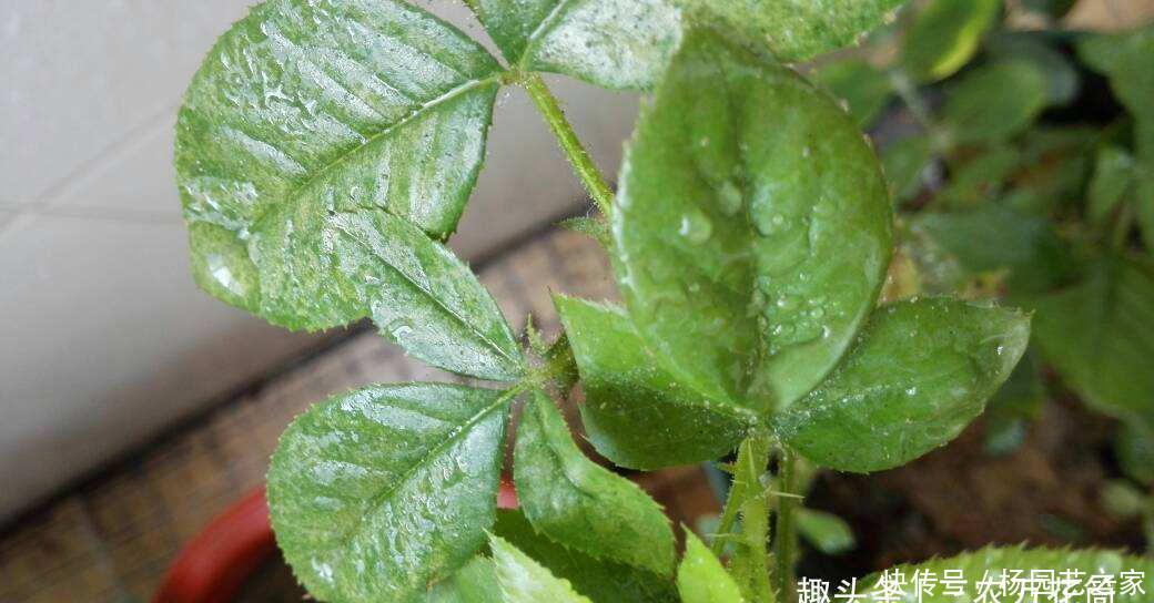  【种植】花卉种植技术：虫害红蜘蛛对花木的危害，怎么进行防治！