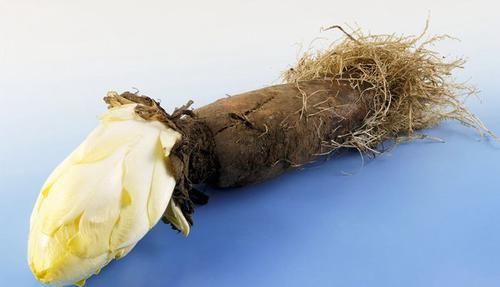  [植物]1种“废根”谁丢谁傻！养在花盆里，5天长出白菜心，一斤80元