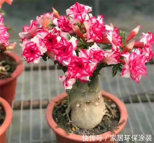 「对光照」这几种花最喜欢“晒太阳”,太阳正旺多晒晒,开花也能变多
