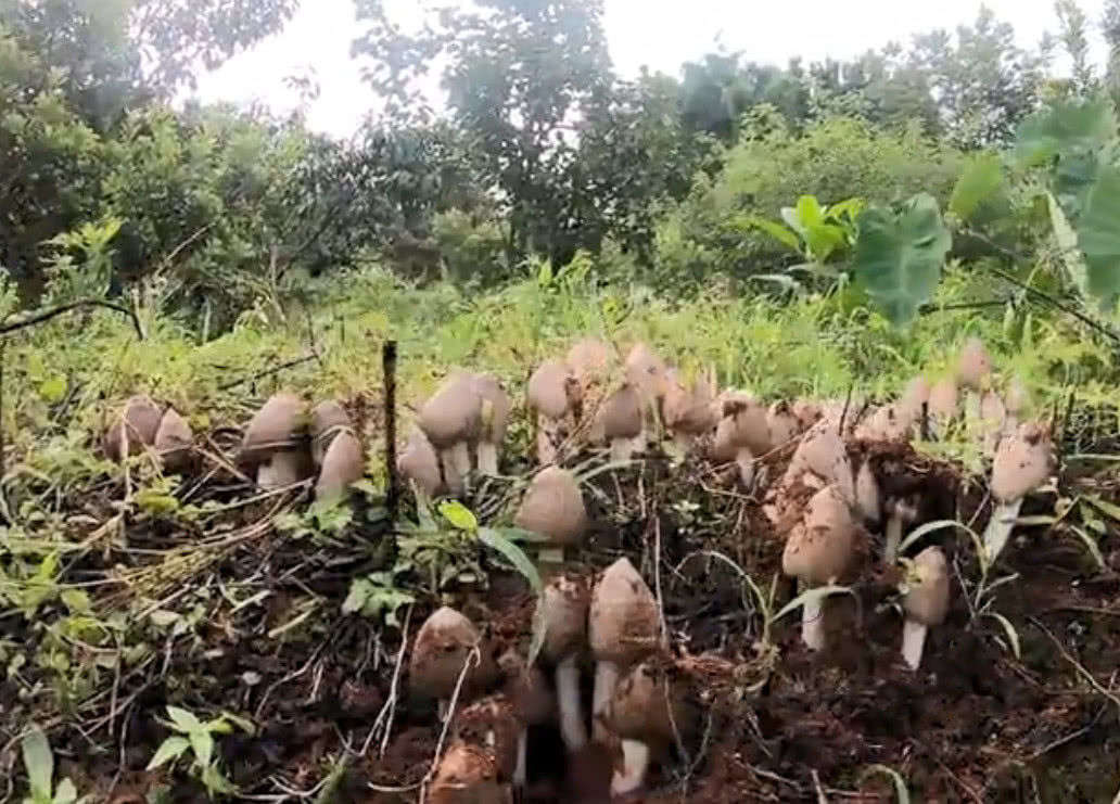  发现|云南小伙发现一个鸡枞菌窝，一口气挖了100朵，这收获可真