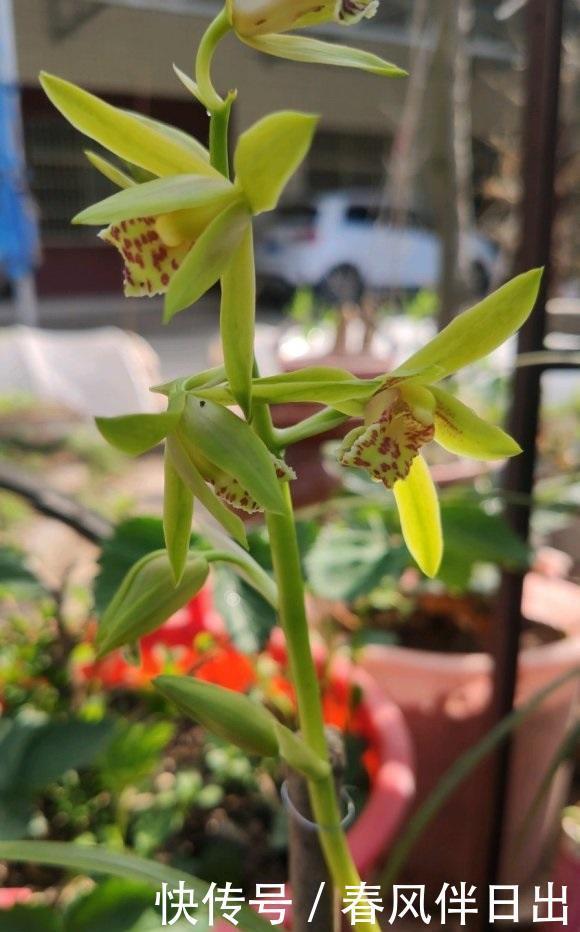  滋生|兰花浇水，2种“毒水”不能浇，滋生细菌烂根，直接把花浇死