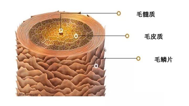 不知道这 3 个护发常识，再贵的洗发水也白用