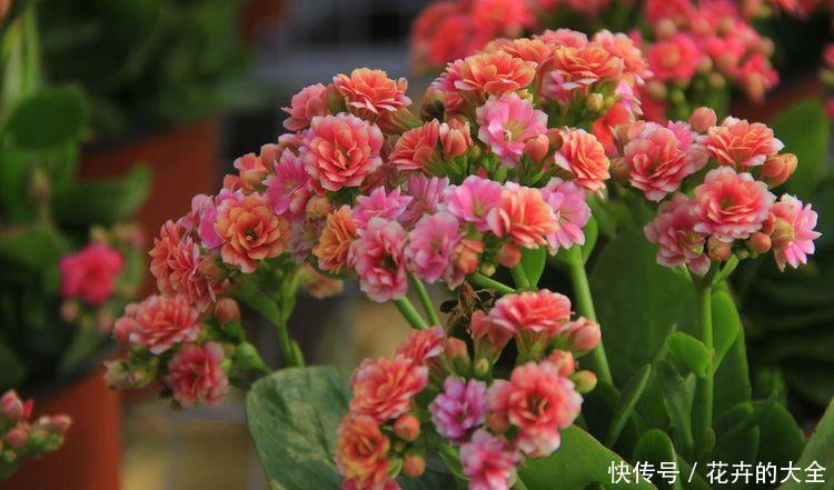 「富贵」3种花忒好养,家里养几盆,花开富贵蓬荜生辉,日子越过越滋润