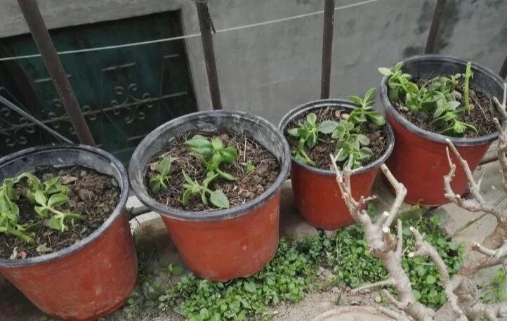 【慎养】这花要慎养,每年砍掉3麻袋,照样蹭蹭长!