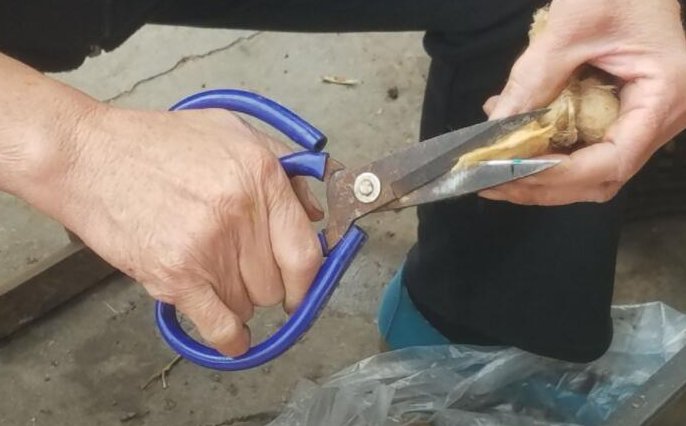 农村大妈凌晨采集“稀罕物”，早市现剪现卖，两小时赚了420元