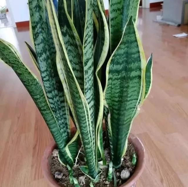  【正确】教你正确给植物浇水，植物浇水是关键，学会这些就好了