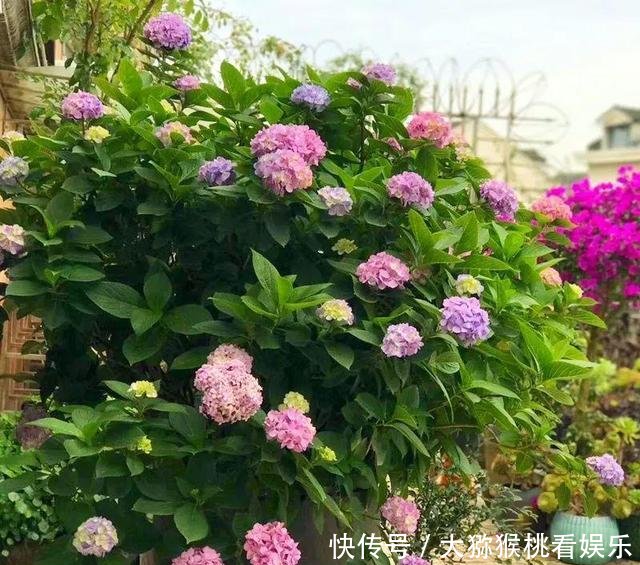  「大缸养」农村淘汰的大水缸，种上月季绣球君子兰，开花刹不住，变成大土豪！