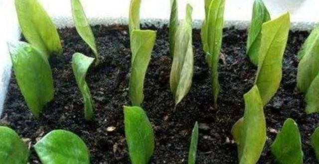  『植物』扦插后怎么浇水?老是烂根怎么回事