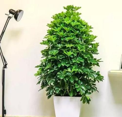  白根@鸭掌木繁殖“诀窍”，一根枝条一块“泡沫”半个月就能长“白根”