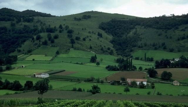  【大树】农村俗语“屋前有大树，有屋无人住”啥意思？房前能不