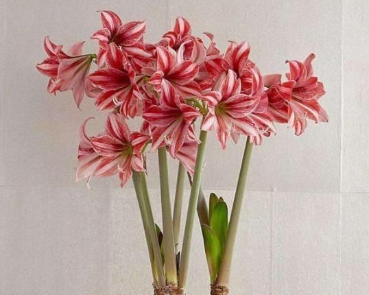  【夏季】朱顶红花败之后，运用这5个养护技巧，让来年开花数量变多