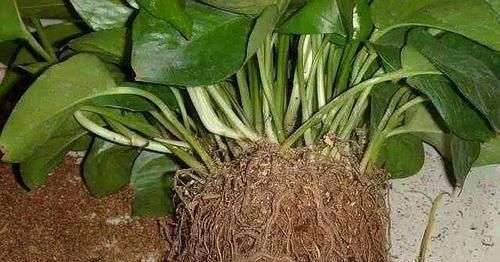  绿萝■绿萝养爆盆，学会5个养护知识就够了，别再说你养不好绿萝了