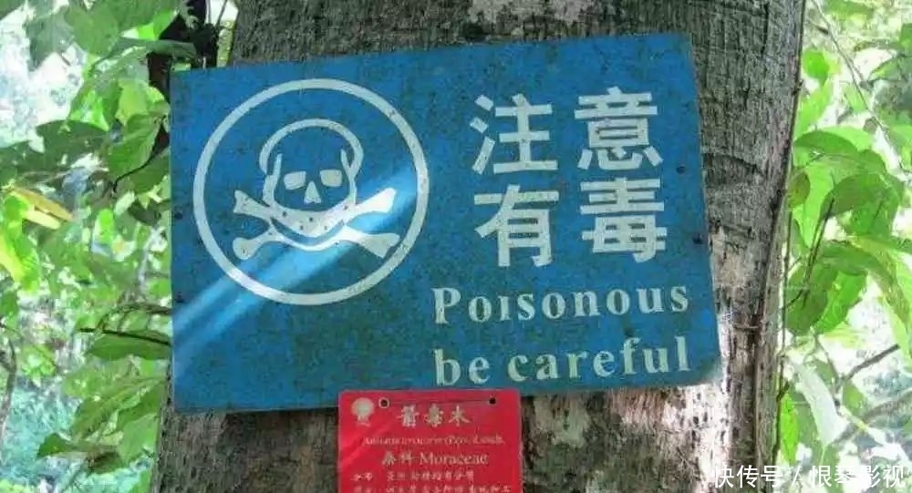 我国6大树中之最：最高的在云南,最毒的在广东,最贵的在福建！