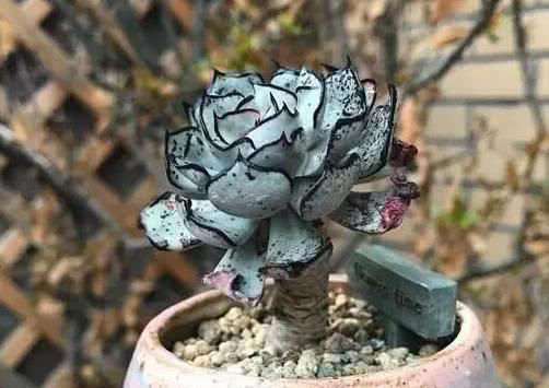  #种植#2种多肉植物好养,适合新手种植,放阳台上养护,就长得很好!