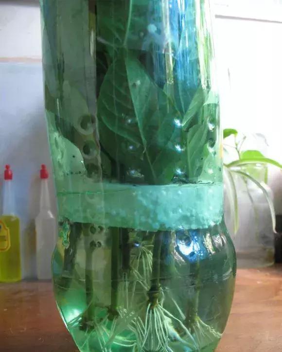  『水里』花市4种树别买，讨根枝条插水里，10天冒白根，太容易成活！