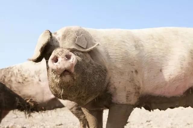 年后猪价10连涨，到底是“有价无市”，还是“无猪可卖”呢？