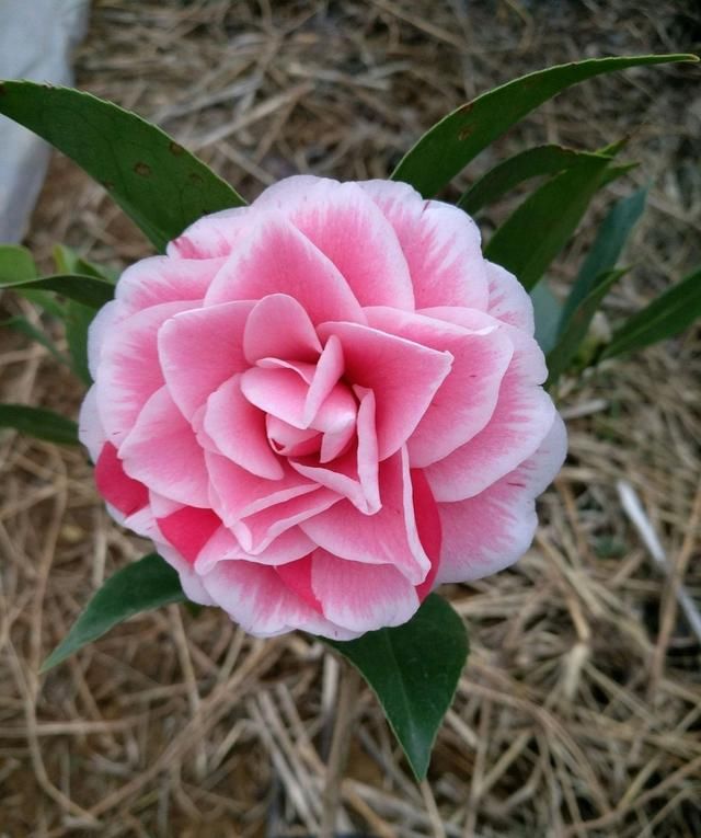  『扦插』一块钱免邮茶花长啥样？茶花牙签苗不能任你随性养，3点建议要听