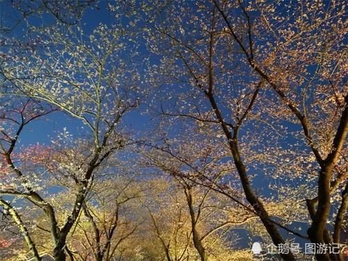 中国最美的樱花盛景，流光溢彩，在日本也看不到