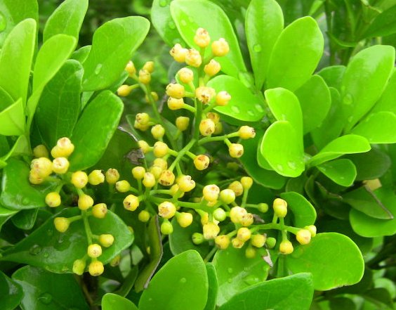 『种植』想要一个小花园,不妨在阳台种植这些花朵,太阳晒晒成花海,美爆