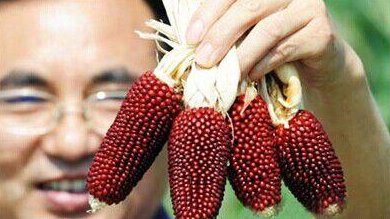  [玉米]农作物还看新品种，一农民种植草莓玉米，亩产有千斤，年