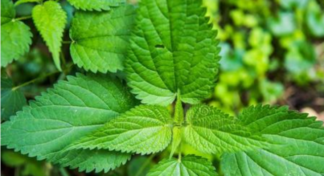 农村野外才有的植物，过去农民不重视，如今被称为“百草之王”