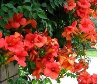  陌生■熟悉而陌生的“凌霄花”，掐个枝埋花盆，几年吃掉你的房，太猖狂
