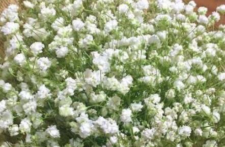  『真好』这4款花真好养，花朵一茬接一茬，不黄叶猛开花，繁花似锦，超美