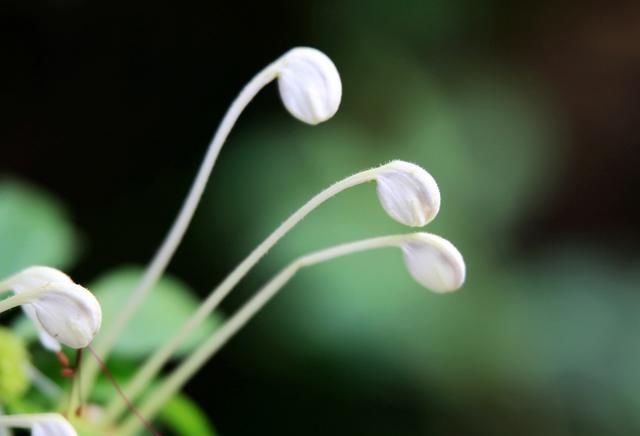  『植物』有时候，花朵也在模仿动物，模仿人类，多有趣啊